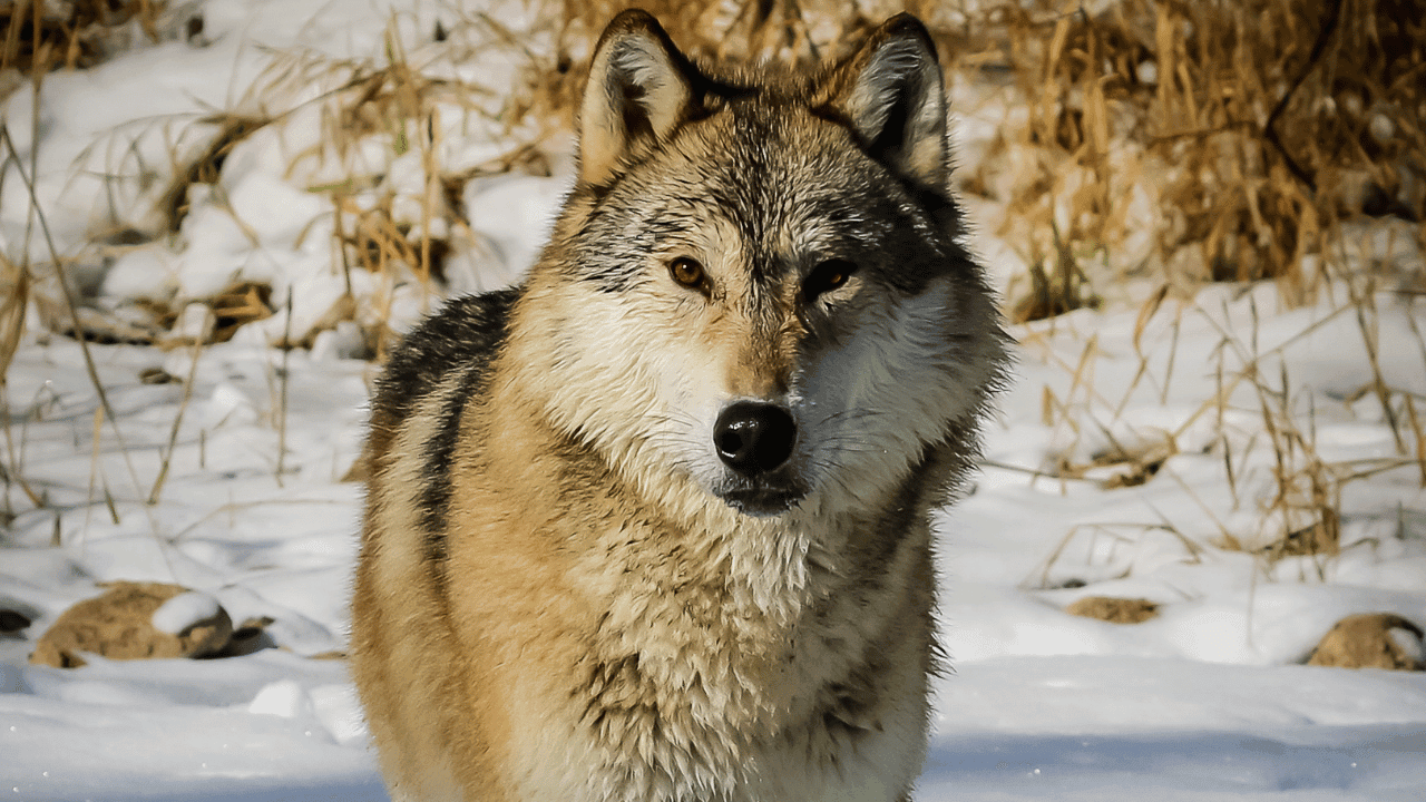 Discover Wolf Spiritual Meaning & Symbolism