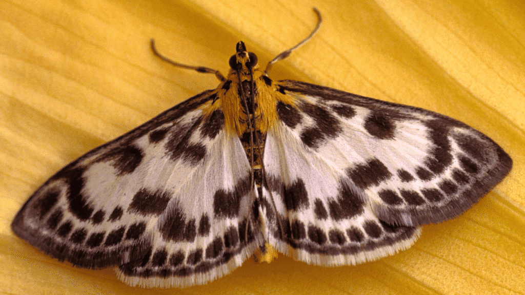 How to Interpret Seeing a Moth