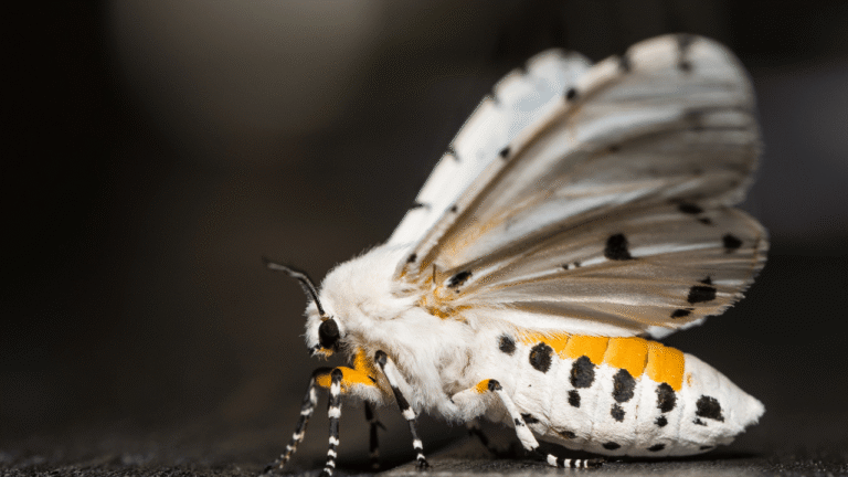 Moth Symbolism