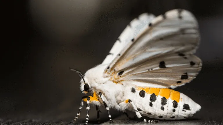 Moth Symbolism: Spiritual Meaning & Significance 14 Moth Symbolism