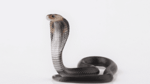 Snake Spiritual Meaning