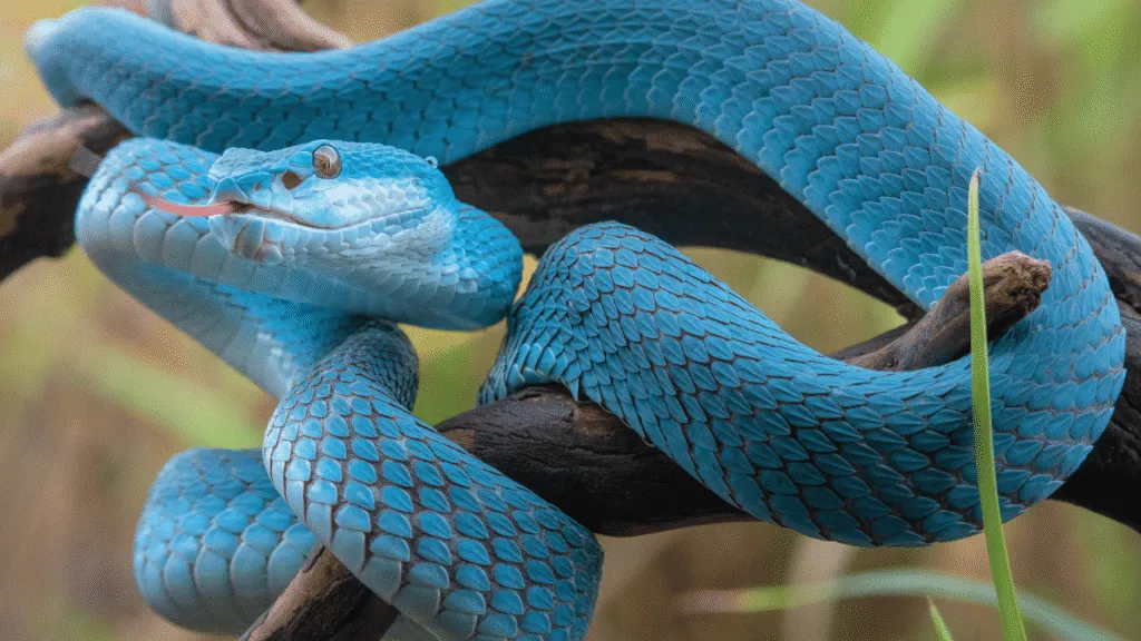 Snake Spiritual Meaning Snakes in Celtic Traditions