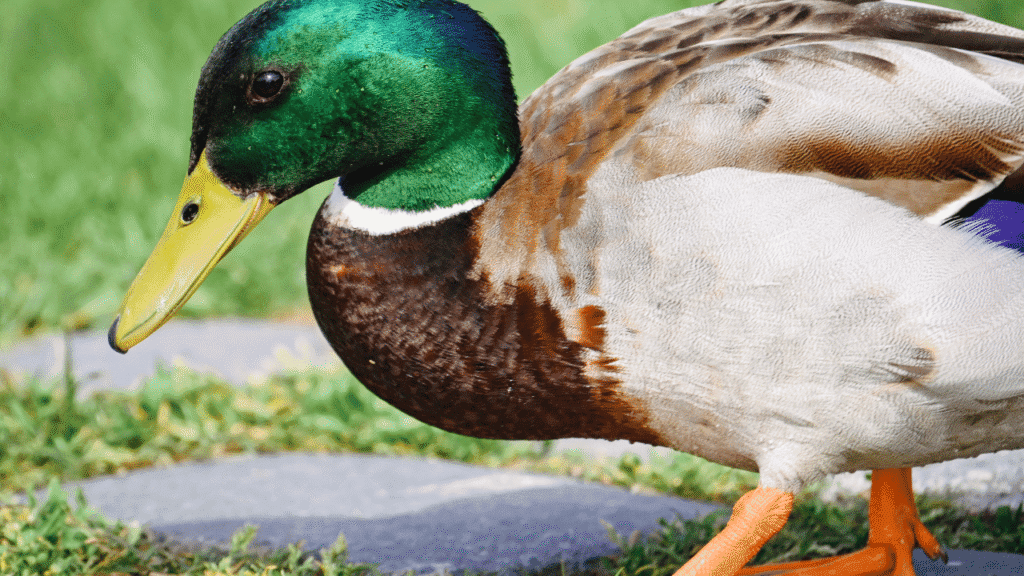 Spiritual meaning ducks Molting, Grounding, and Divine Timing