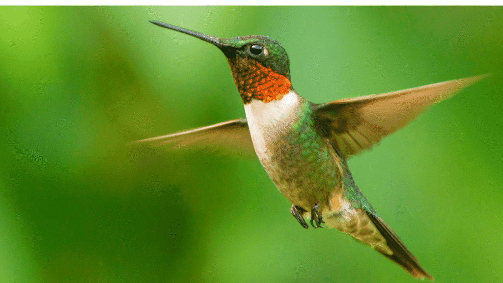 A vibrant scene featuring a variety of hummingbirds, each showcasing different colors symbolizing spiritual meanings. In the foreground, a radiant ruby-throated hummingbird hovers near a bright red flower, symbolizing love and passion. Nearby, a green hummingbird flits to a vivid yellow blossom, representing happiness and warmth. In the middle ground, wisps of delicate flowers in shades of blue and purple cascade, embodying tranquility and spiritual growth. The background reveals a softly blurred lush garden, filled with greenery and hints of sunlight filtering through leaves, creating a serene atmosphere. Capture the scene with soft, natural lighting, using a wide-angle lens to emphasize depth and detail. The overall mood should be uplifting and mystical, inviting viewers to reflect on the spiritual significance of color in hummingbirds. Color symbolism of hummingbirds: what different hues can mean