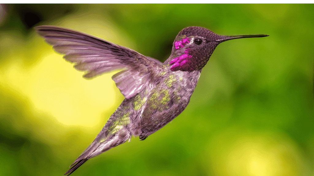 A vivid scene capturing the enchanting presence of a hummingbird in a lush garden environment. In the foreground, a vibrant, iridescent hummingbird hovers gracefully near a cluster of brightly colored flowers, showcasing its detailed feathers glistening in the sunlight. In the middle ground, delicate blossoms bloom in a variety of hues, surrounded by soft, green foliage. The background features a softly blurred, sunlit garden setting, creating a tranquil and serene atmosphere. The lighting is warm and inviting, with dappled sunlight casting gentle shadows. The angle is slightly low, emphasizing the hummingbird's delicate form and the beauty of its surroundings, evoking a sense of wonder and spiritual connection. Cultural and ancestral perspectives on hummingbirds
