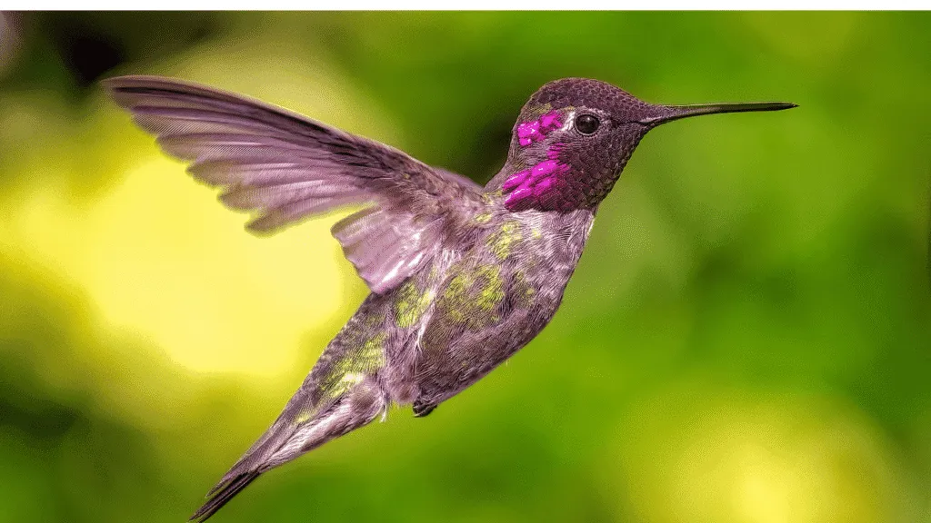 Cultural and ancestral perspectives on hummingbirds