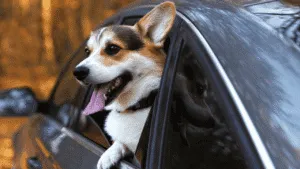 Dog Hit by Car Spiritual Meaning