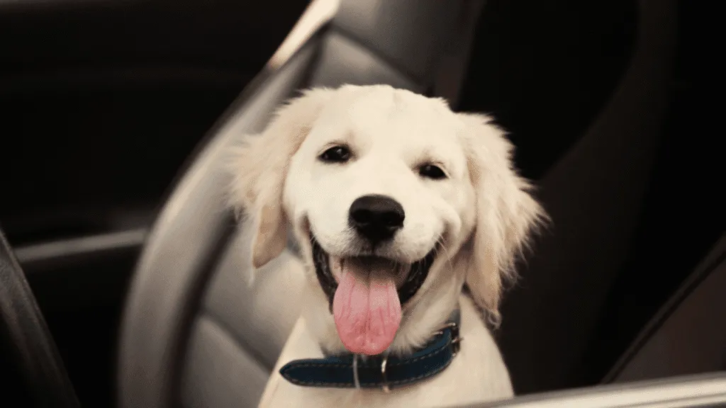 How Does the Symbolism of Dogs Play a Role in This Event How Does the Symbolism of Dogs Play a Role in This Event?