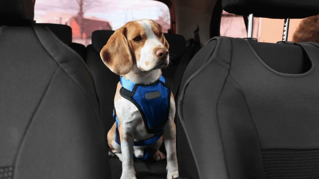 How to Cope with the Emotional Impact of a Dog Being Hit by a Car How to Cope with the Emotional Impact of a Dog Being Hit by a Car?