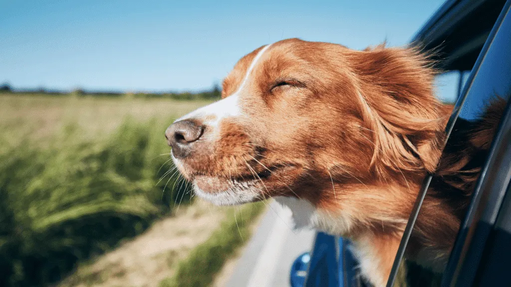 The Spiritual Connection Between Humans and Animals The Spiritual Connection Between Humans and Animals