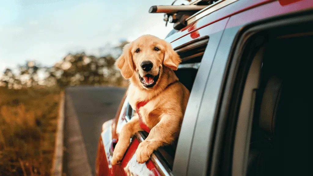 What Lessons Can Be Learned from a Dog Getting Hit by a Car? What Lessons Can Be Learned from a Dog Getting Hit by a Car?
