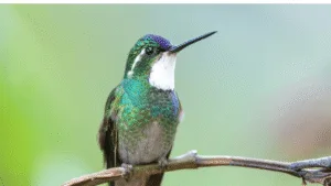 What does it mean spiritually when a hummingbird visits you