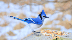 Blue Jay Spiritual Meaning