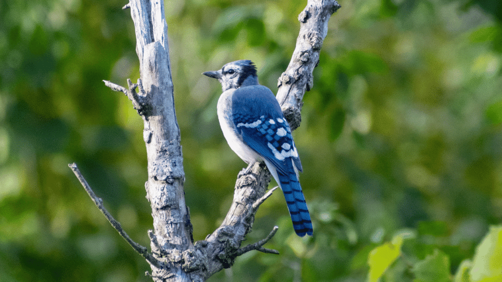 Blue Jays as Symbols of Independence and Freedom