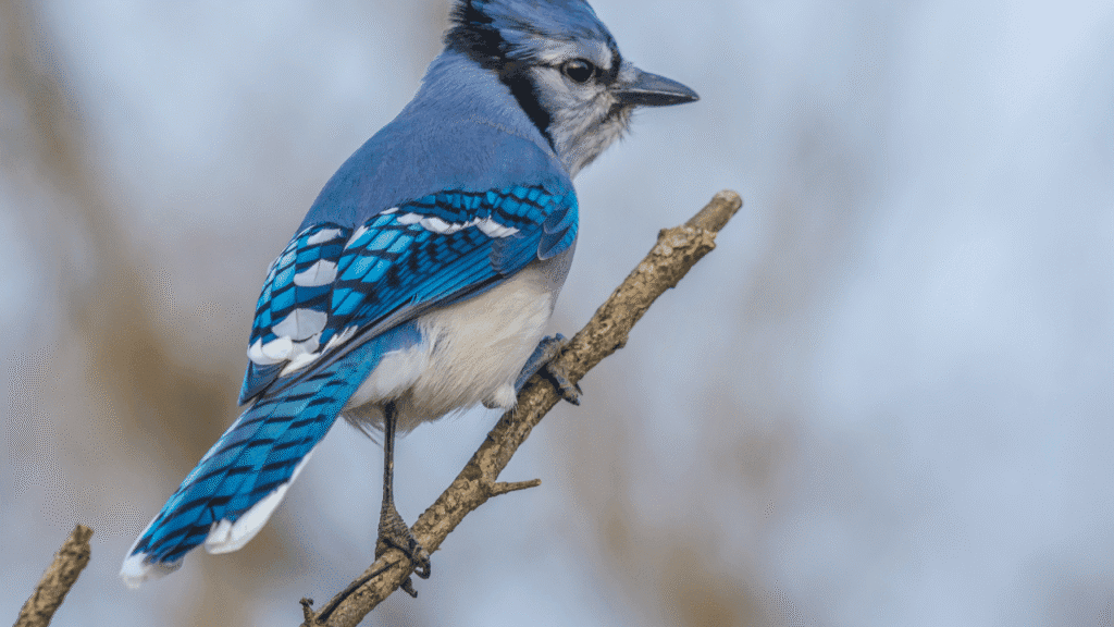 Blue Jays as Symbols of New Beginnings and Adventures