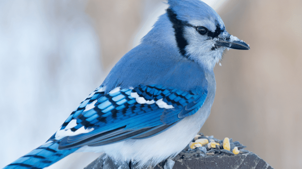 Blue Jays as Symbols of Spiritual Growth