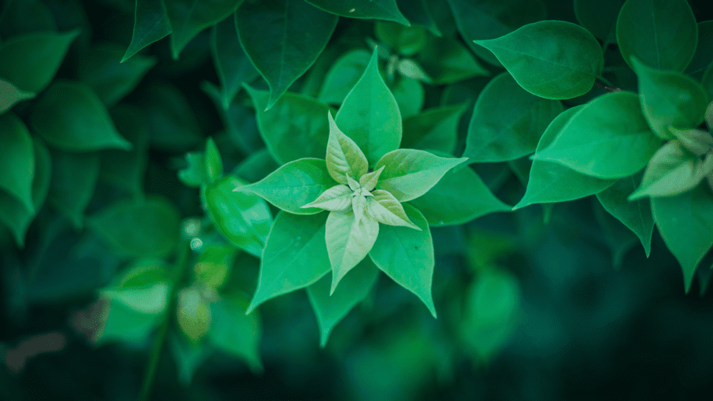 The Psychological Impact of Green