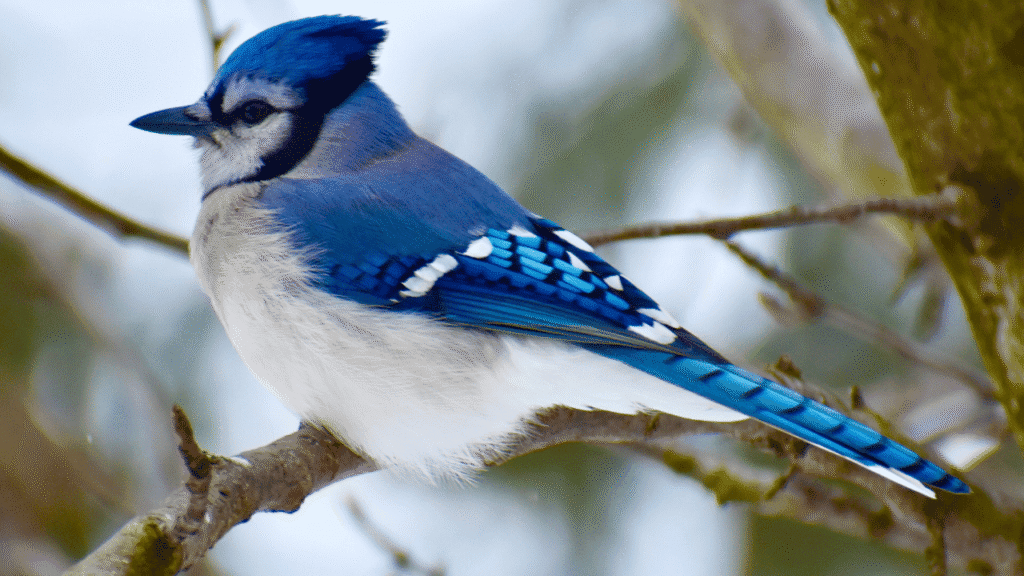 The Spiritual Meaning of Blue Jays