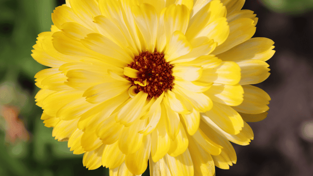Discover What Does Yellow Mean Spiritually 2 What Does Yellow Mean Spiritually