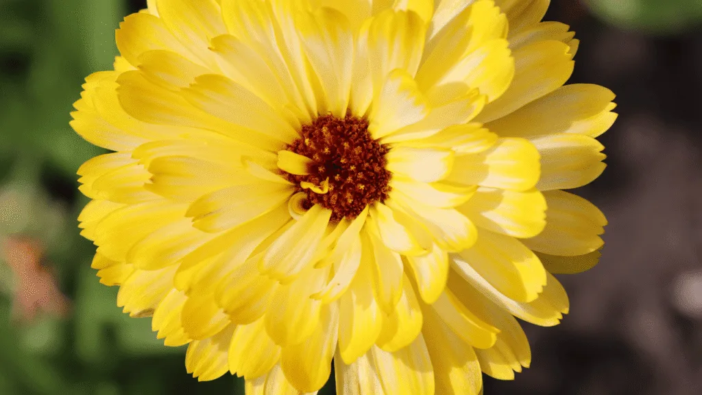 Discover What Does Yellow Mean Spiritually 2 What Does Yellow Mean Spiritually