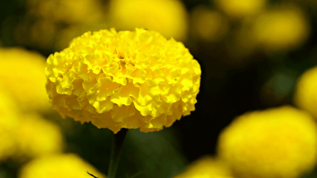 Discover What Does Yellow Mean Spiritually 3 Yellow Symbolism in Love